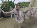 üst düzey kalite blue merle 