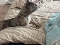 üst düzey kalite blue merle 