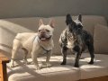 hamile blue merle new shade isabella erkek