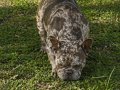 hamile blue merle new shade isabella erkek