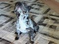 hamile blue merle new shade isabella erkek