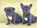 nadir renk french bulldog blue yavrularım