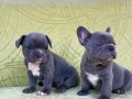 nadir renk french bulldog blue yavrularım