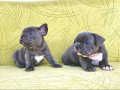 nadir renk french bulldog blue yavrularım