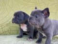 nadir renk french bulldog blue yavrularım