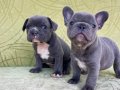 nadir renk french bulldog blue yavrularım