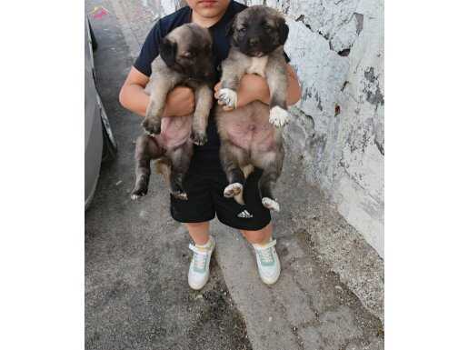 SİVAS KANGAL YAVRULARI