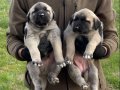 SİVAS KANGAL YAVRULARI