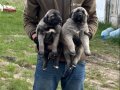 SİVAS KANGAL YAVRULARI