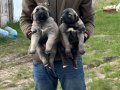 SİVAS KANGAL YAVRULARI
