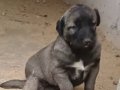 SİVAS KANGAL YAVRULARI