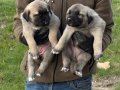 SİVAS KANGAL YAVRULARI