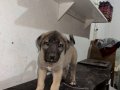 SİVAS KANGAL YAVRULARI