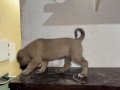 SİVAS KANGAL YAVRULARI