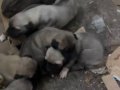 SİVAS KANGAL YAVRULARI