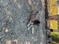 SİVAS KANGAL YAVRULARI