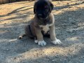 SİVAS KANGAL YAVRULARI