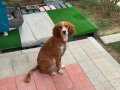 SAFFAN AV KOPEGI SETTER EGITIMLI