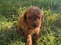 Irk Garantili Toy Poodle 