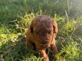 Irk Garantili Toy Poodle 