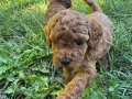 Irk Garantili Toy Poodle 