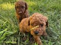 Irk Garantili Toy Poodle 