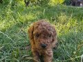 Irk Garantili Toy Poodle 