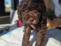 Kızıl ve Çikolata Tonlu Toy Poodle Dostunuzla Tanışın