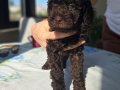 Kızıl ve Çikolata Tonlu Toy Poodle Dostunuzla Tanışın