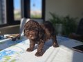 Kızıl ve Çikolata Tonlu Toy Poodle Dostunuzla Tanışın