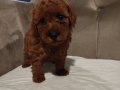 Kızıl ve Çikolata Tonlu Toy Poodle Dostunuzla Tanışın