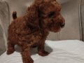 Kızıl ve Çikolata Tonlu Toy Poodle Dostunuzla Tanışın