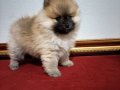 Pomerian Poo Ayı Surat