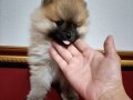 Pomerian Poo Ayı Surat