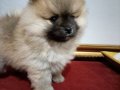 Pomerian Poo Ayı Surat