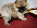 Pomerian Poo Ayı Surat
