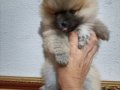 Pomerian Poo Ayı Surat