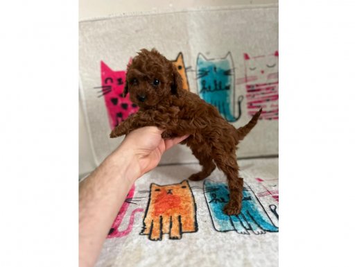 Ped eğitimli Red brown poodle yavrular