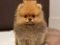 Safkan Ayı Surat Pomeranian Boo