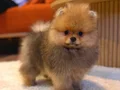 Safkan Ayı Surat Pomeranian Boo