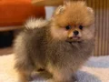 Safkan Ayı Surat Pomeranian Boo