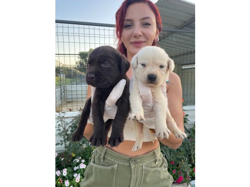 Mükemmel LABRADOR Yavrularımız…