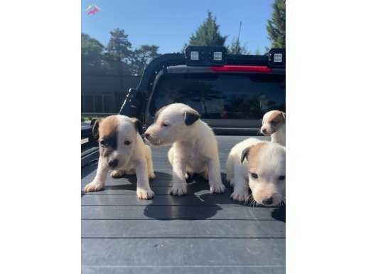 Çok güzel maskeli safkan JACK RUSSEL  Yavrularımız