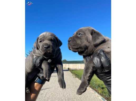 Safkan ırk mükemmel CANE CORSO Yavrularımız