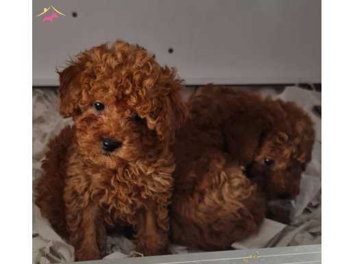 Çok güzel toy poodle yavrularımız 