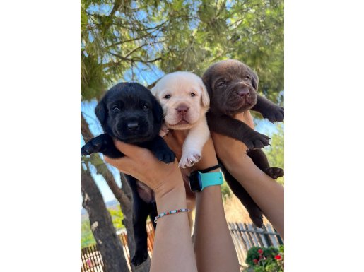 MÜKEMMEL KALİTE LABRADOR yavrularımız