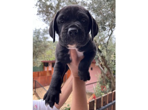 A KALİTE CANE CORSO YAVRULAR