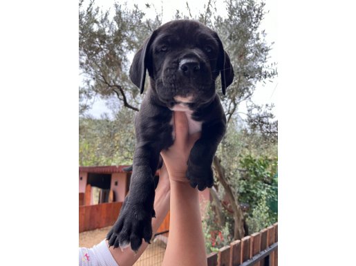 A KALİTE CANE CORSO YAVRULAR
