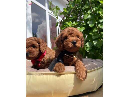 ORJİNAL RED BROWN TOY POODLE YAVRULARIMIZ