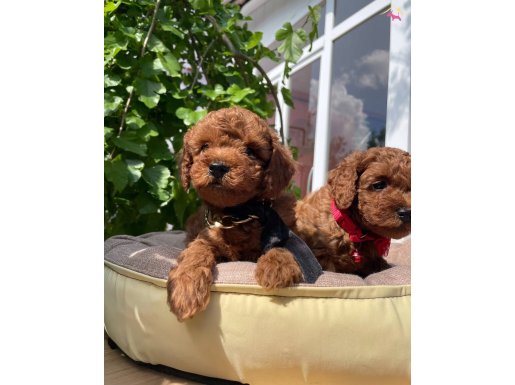 ÜST KALİTE TOY POODLE YAVRULAR